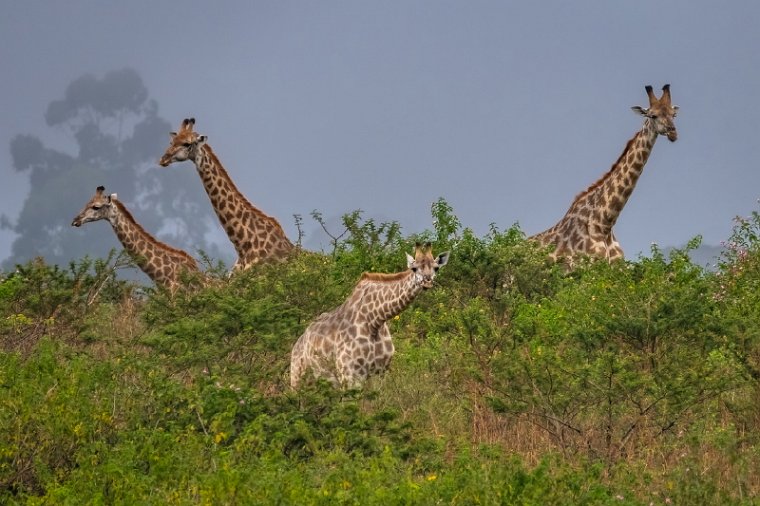 059 Tala Game Reserve, Zuid-Afrika.jpg